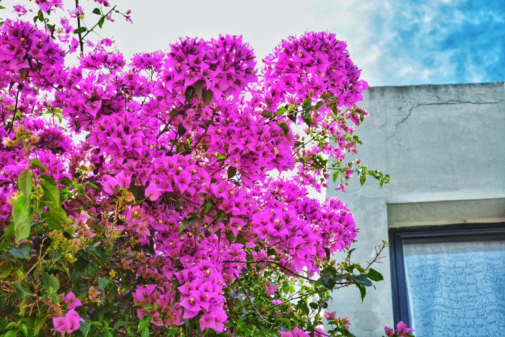 Posada Santa Rita Colonia del Sacramento Bagian luar foto